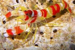 Tiger Snapping Shrimp Thumbnail