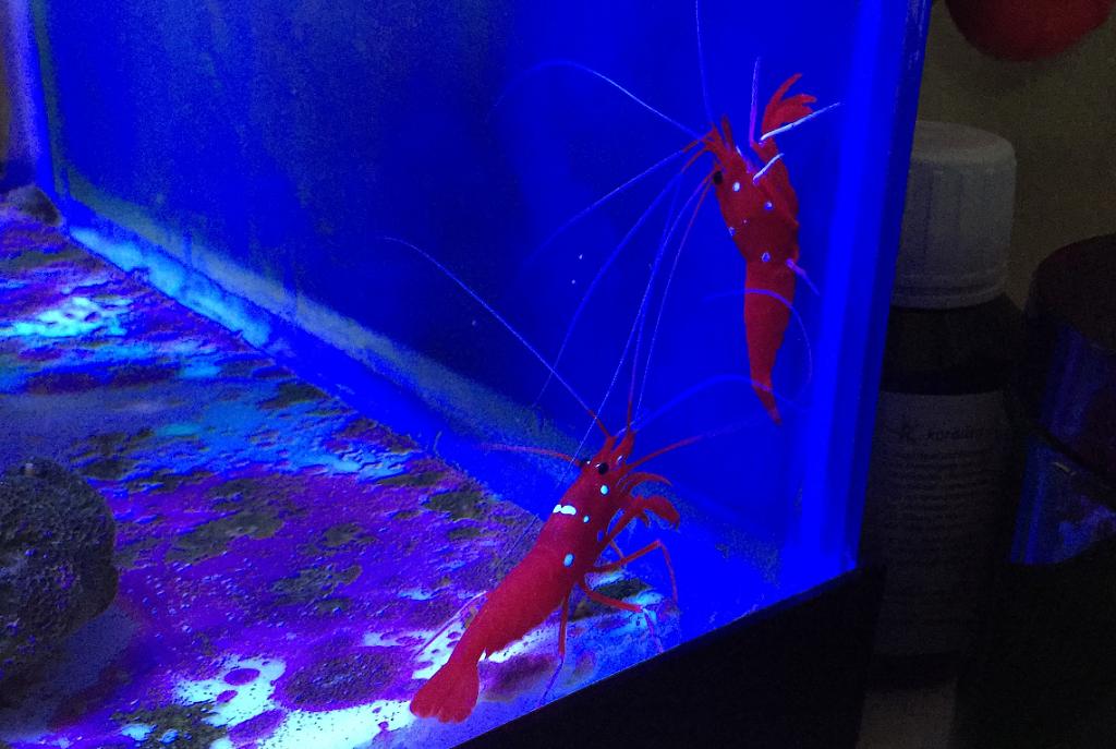 Blood Red Fire Shrimp