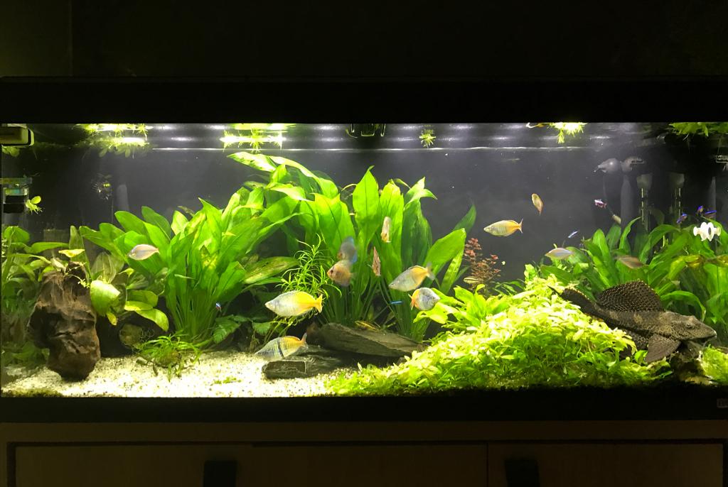 My Aquarium on Feb 20, 2017