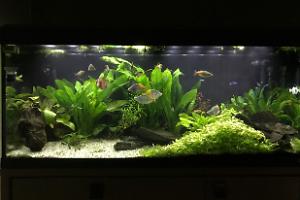 My Aquarium on Feb 20, 2017