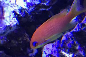 Orange Lyretail Anthias Thumbnail