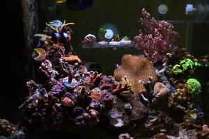 My Aquarium Thumbnail