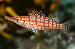 Longnose Hawkfish Thumbnail