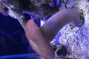 Toadstole Leather Coral Thumbnail