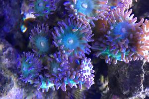 Giant Green Polyp Duncan Thumbnail