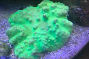 Cabbage Leather Coral Thumbnail