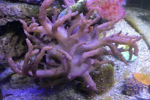 Flexible Leather Coral Thumbnail