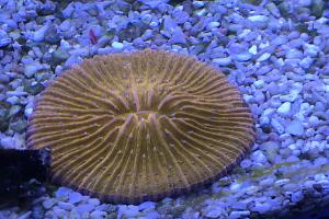 Mushroom Coral Orange Thumbnail