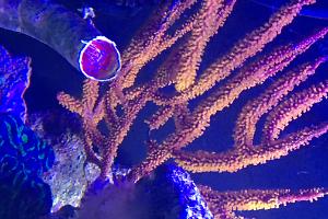 Yellow Finger Gorgonian Thumbnail