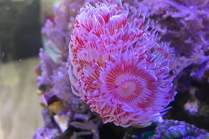 Red Fanworm Thumbnail