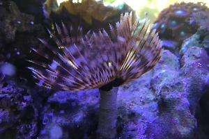 Hawaï Magnificent feather duster Thumbnail