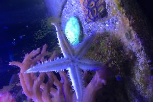 Sand Sifting Sea Star Thumbnail