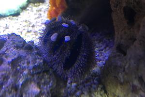 Blue Tuxedo Urchin Thumbnail