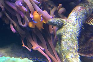 Red Bubble-tip Anemone Thumbnail