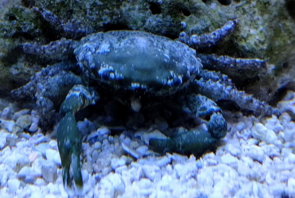 Emerald Crab