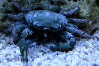 Emerald Crab Thumbnail