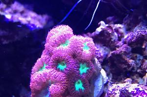 Big Polyp Blastomussa Coral Thumbnail