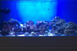 Coral Lower Thumbnail