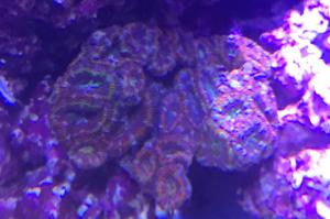 Rainbow Acan Colony Thumbnail