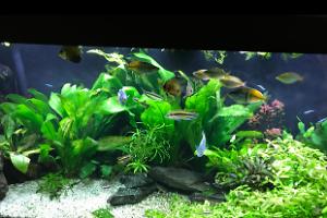 My Aquarium on Mar 2, 2017