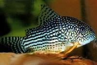 Sterba's Corydoras Thumbnail