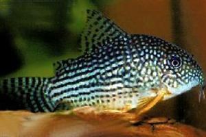 Sterba's Corydoras Thumbnail