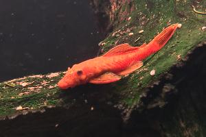 exstream red ancistrus sp Thumbnail