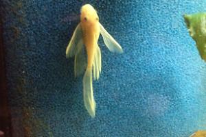 albino longfinn ancistrus sp Thumbnail