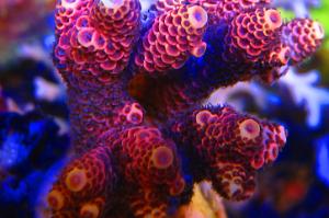 Raspberry Lemonade Millepora Thumbnail