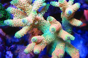 Cantaloupe Millepora Thumbnail