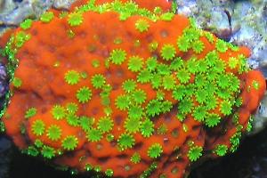 Sunset Montipora Thumbnail