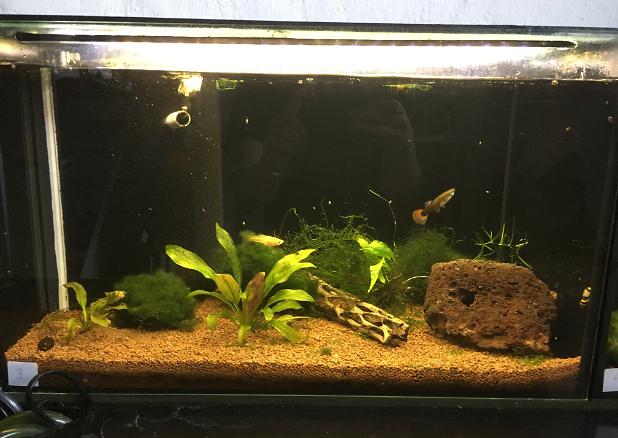 My Aquarium nr.3 on March 3, 2017