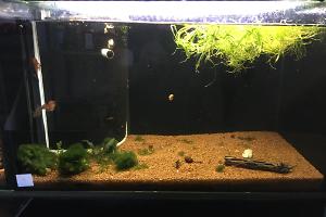 My Aquarium nr 4 Thumbnail