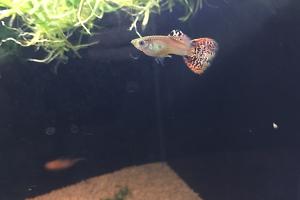 guppy male Thumbnail