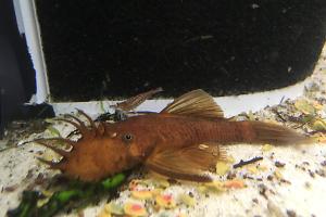 exstreme red ancistrus sp Thumbnail