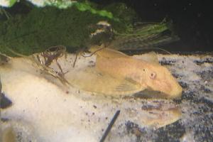 albino ancistrus sp longfinn Thumbnail