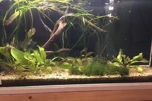 My Aquarium A Thumbnail