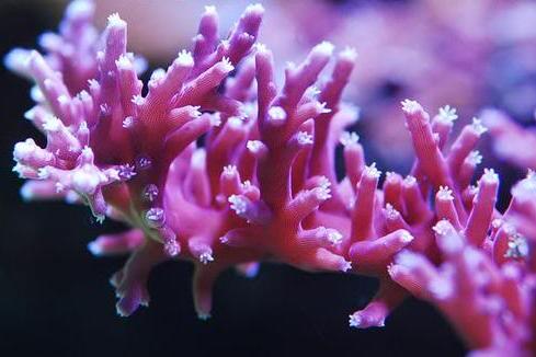 Dragon Acropora / Acropora carduus 159