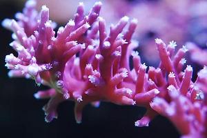 Dragon Acropora Thumbnail