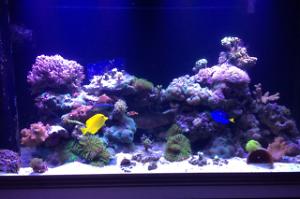 Mixed reef 90 gallons Thumbnail