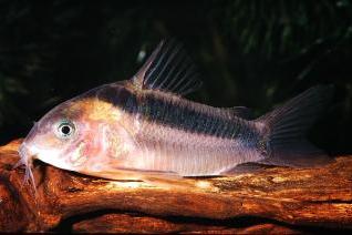 Iridescent Corydoras / Corydoras rabauti 4