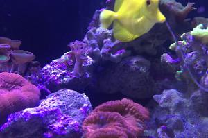 Muzy Reef tank Thumbnail