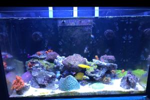 Practical Reef on Mar 5, 2017