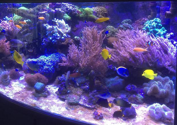 My Aquariumdeltec reef on Mar 7, 2017