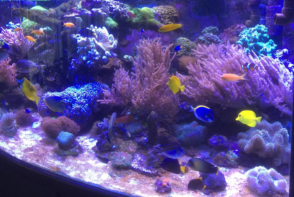 My Aquariumdeltec reef on Mar 7, 2017