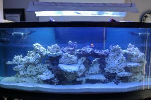 170 Gallon Reef on March 8, 2017