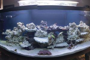 170 Gallon Reef on March 8, 2017