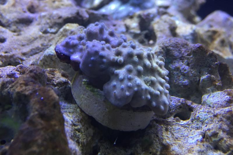 My Aquarium Thumbnail