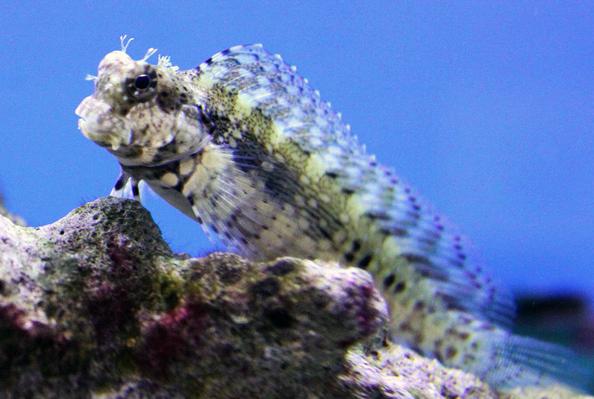 Lawnmower Blenny