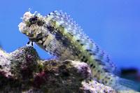 Lawnmower Blenny Thumbnail